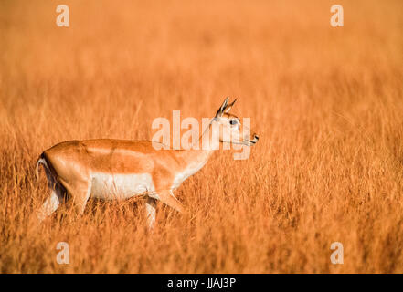 Indische Hirschziegenantilope, (Antilope cervicapra), hirschziegenantilope Nationalpark, Gujarat, Indien. Stockfoto