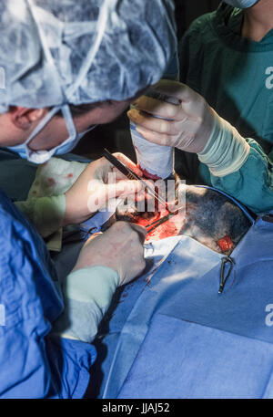 Tierärzte, die auf einem verletzten Hund, blaues Kreuz Animal Hospital, Victoria, London, Vereinigtes Königreich Stockfoto