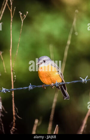 Östlichen Gelb Robin, (Eopsaltria australis), auf Stacheldraht thront, Lamington National Park, Queensland, Australien Stockfoto