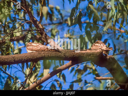 Dschungel, Nightjar Caprimulgus indicus, auf Zweig gehockt und getarnt, Keoladeo Ghana National Park, Bharatpur, Rajasthan, Indien Stockfoto