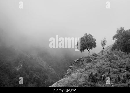 Olivenbaum am Rande der Klippen in Montserrat Berge an nebligen, regnerischen Tag, Barcelona, Katalonien, Spanien Stockfoto