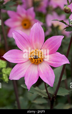 Dahlie Magenta Star Stockfoto