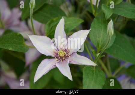 Clematis-Samariter Jo Stockfoto