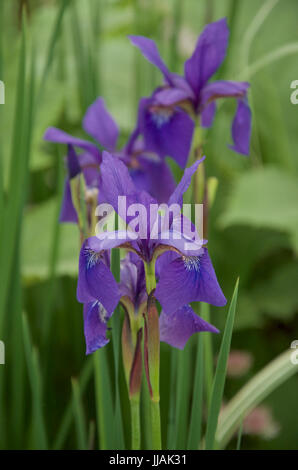 Iris Sibirica "Caeser Bruder" Stockfoto