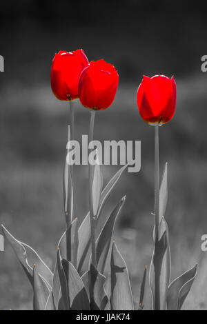Drei rote Tulpen, Tulipa auf schwarzen und weißen Hintergrund Stockfoto