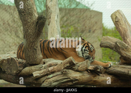 Schlafende Tiger Stockfoto