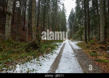 Ländliche Straße, die durch einen Kiefernwald Stockfoto