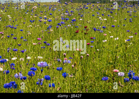 Wild Kornblumen, Centaurea cyanus, wächst an verkehrsinsel Kreisverkehr, East Lothian, Schottland, Großbritannien im Sommer Stockfoto