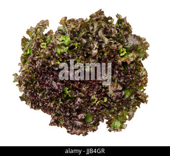 Batavia rot Salat von oben über weiß. Auch Sommer- oder französischen knackig. Lose-Blatt Salat. Rötliche grüner Salat Kopf mit faltig Blätter. Stockfoto