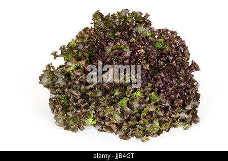 Batavia rot Salat Vorderansicht über weiß. Auch Sommer- oder französischen knackig. Lose-Blatt Salat. Rötliche grüner Salat Kopf mit faltig Blätter. Stockfoto