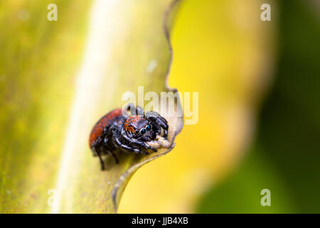 Kleine rote und schwarze jumping Spider sitzen auf einem gelben Blatt mit grünem und gelbem Hintergrund Nahaufnahme Stockfoto