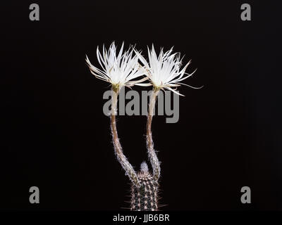 Cactus setiechinopsis mirabelis mit zwei blühenden Blüten, auf schwarzem Hintergrund Stockfoto