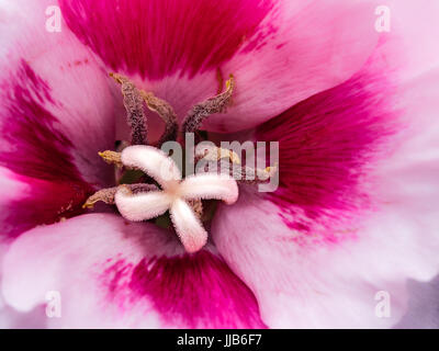Makro Foto einer Lilie Blume mit rosa und weißen Pedale.  hochdetaillierte weiße Blütenstempel und Staubgefäße Tan. Stockfoto