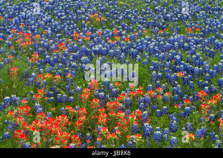 Entireleaf Indian Paintbrush (Castilleja Indivisa) und Texas Bluebonnet (Lupinus Texensis) machen uns zu diesem Feld von Wildblumen Stockfoto
