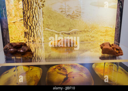 Exponate aus dem Bernsteinmuseum, Insekten in Bernstein, Palanga, Litauen eingefroren. Stockfoto