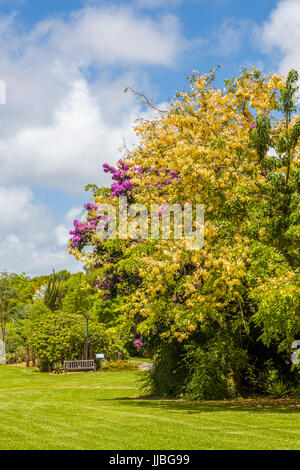 Fairchild Tropical Botanic Garden eine 83 Hektar großen tropischen botanischen Garten in Coral Gables, Florida Stockfoto