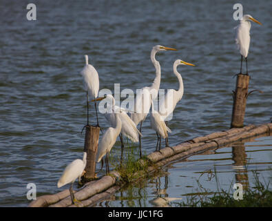 Silberreiher in der Natur (Ardea Alba), großaufnahme Vogel in der Natur Thailand Stockfoto