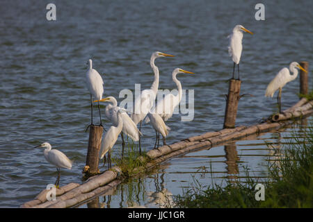 Silberreiher in der Natur (Ardea Alba), großaufnahme Vogel in der Natur Thailand Stockfoto