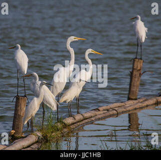 Silberreiher in der Natur (Ardea Alba), großaufnahme Vogel in der Natur Thailand Stockfoto