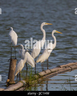 Silberreiher in der Natur (Ardea Alba), großaufnahme Vogel in der Natur Thailand Stockfoto