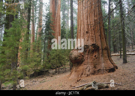 Großen Mammutbäumen im Giant Forest - Fotografie von Paul Toillion Stockfoto