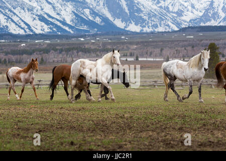 Pferde vom Dreieck X Ranch in Jackson Hole zu Fuß den Teton Mountains. Grand Teton Nationalpark, Wyoming Stockfoto