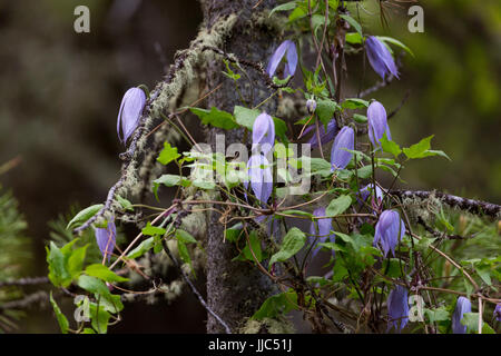 Eine Reihe von Felsen Clematis Wildblumen blühen auf einer Lodgepole Kiefer auf dem Phillips Ridge Trail im Teton Mountains. Bridger-Teton National Stockfoto