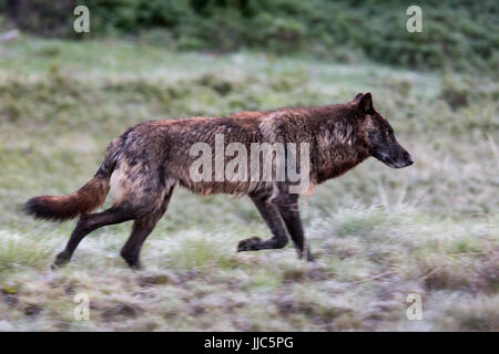 Ein schwarzer Wolf läuft über eine Wiese in den Absarokas Bergen. Shoshone aus Wald, Wyoming Stockfoto