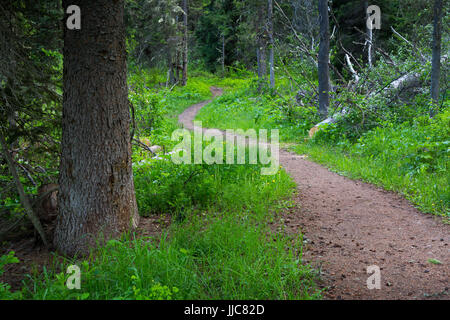 Die Spuren der Geschichte durch einen ruhigen alten Wald am Fuße des Teton Mountains. Bridger-Teton National Forest, Wyoming Stockfoto