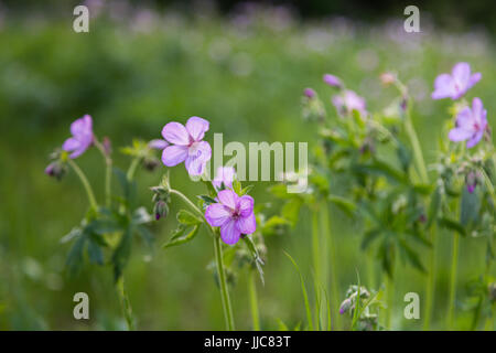 Geranie Wildblumen blühen entlang den Spuren der Geschichte in die Teton Mountains. Bridger-Teton National Forest, Wyoming Stockfoto