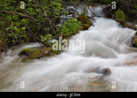 Trail Creek Gießen über kleine Stromschnellen entlang den Spuren der Geschichte in die Teton Mountains, gefüttert in erster Linie durch Schnee schmelzen. Bridger-Teton National Forest, Wyomi Stockfoto