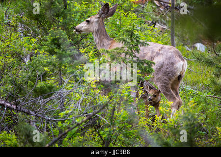 Maultierhirsche Faon versteckt unter seiner Mutter in den Wald entlang der String Lake Loop Trail. Grand Teton Nationalpark, Wyoming Stockfoto