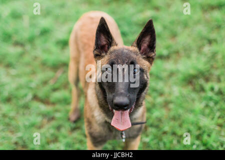 Eine männliche Belgische Malinois spielen im grünen park Stockfoto