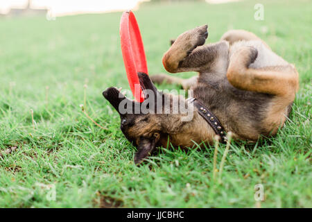 Eine männliche Belgische Malinois spielen im grünen park Stockfoto