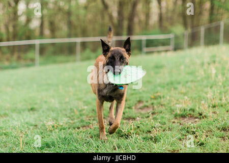 Eine männliche Belgische Malinois spielen im grünen park Stockfoto