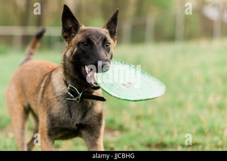 Eine männliche Belgische Malinois spielen im grünen park Stockfoto