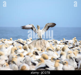 Cape Basstölpel an eine Kolonie im südlichen Afrika Stockfoto