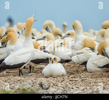 Cape Basstölpel an eine Kolonie im südlichen Afrika Stockfoto