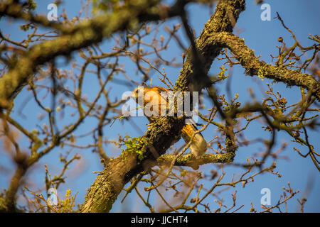 Rot-geschultert Falke, Buteo Lineatus, rot-geschultert Hawk thront auf Ast, Novato, Marin County, Kalifornien, USA, Nordamerika Stockfoto