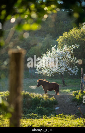 Pferd im Garten, auf dem Weg Camino Santiago De Compostela, in der Nähe von Zubiri, Spanien, Europa. Stockfoto