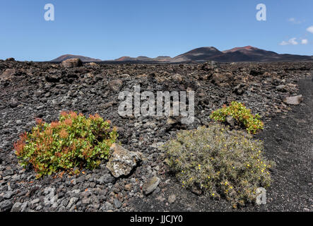 Spärlich Vegetation zwischen schwarzen Lava-Felder in der bizarren Vulkanlandschaft des Timanfaya National Park an einem sonnigen Tag. Lanzarote, Kanarische Inseln, Stockfoto