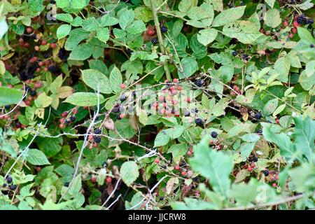 Brombeere (Rubus) bush Stockfoto