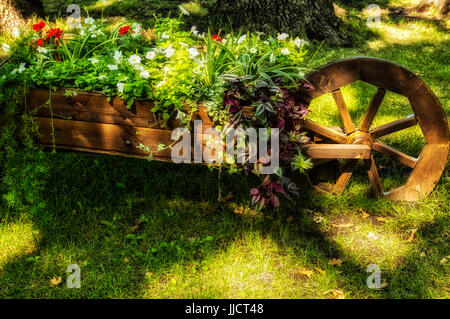 Pelargonien. Blumenbeet im Warenkorb, Blumenbeet in den Warenkorb, Warenkorb mit Blumen, Blumenbeet auf Rädern Stockfoto