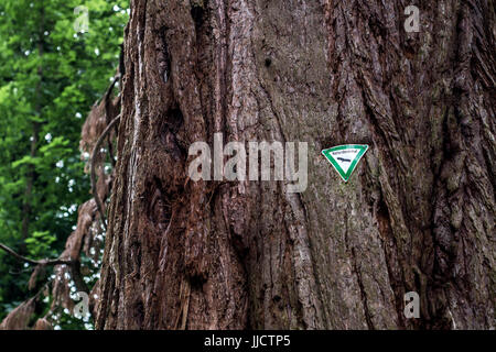 Deutsche Zeichen Naturdenkmal Bedeutung Naturdenkmal auf alten alten und riesigen Mammut Baum in der deutschen National forest Stockfoto