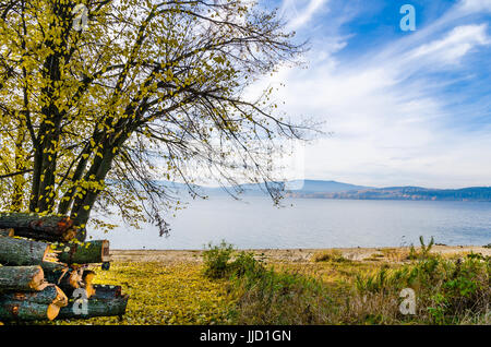 Am Ufer des Lipno-Stausee mit Wald und Bäume im Herbst in Tschechien anzeigen. Nebel über dem See. Stockfoto