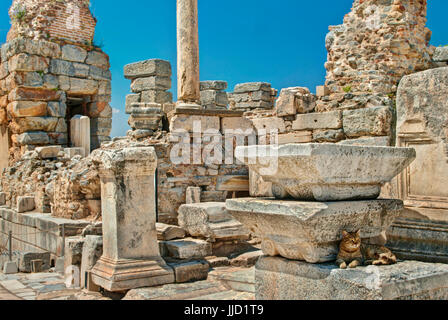 streunende Katze liegend im Schatten auf den antiken Ruinen von Ephesus an sonnigen Tag, Türkei Stockfoto