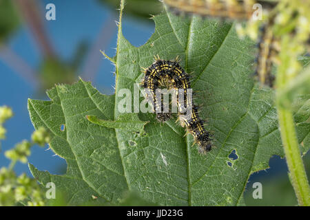 Kleiner Fuchs, Raupe Frisst eine Brennnessel, Raupe, kleiner Fuchs, Aglais Urticae, Nymphalis Urticae, La Petite Tortue, Vanessa de l'ortie Stockfoto