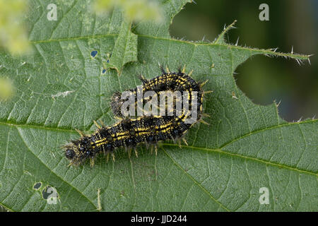 Kleiner Fuchs, Raupe Frisst eine Brennnessel, Raupe, kleiner Fuchs, Aglais Urticae, Nymphalis Urticae, La Petite Tortue, Vanessa de l'ortie Stockfoto