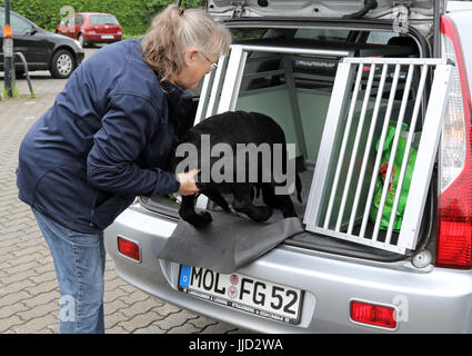Neuenhagen, Deutschland, Frau Anheben einer jungen Labrador Retriever in einem Transporte box Stockfoto