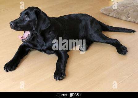 Neuenhagen, Deutschland, jungen Labrador Retriever ist, auf dem Boden und gähnte Stockfoto